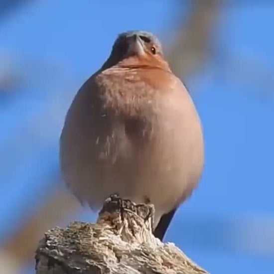 Time Bird Electronic Smart Alarm Clock