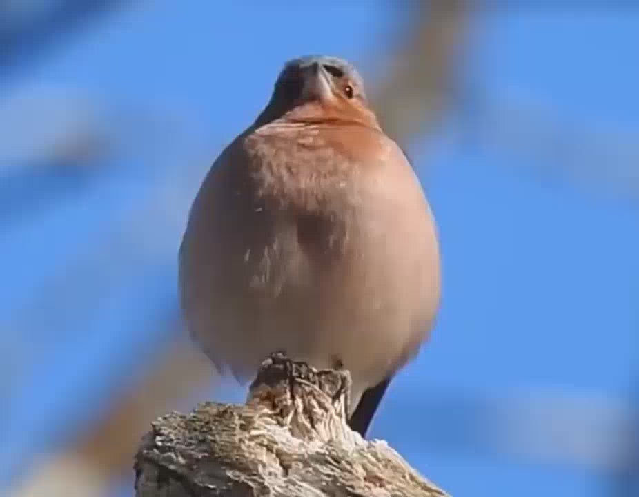 Time Bird Electronic Smart Alarm Clock